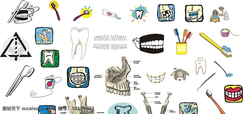 牙医 漫画 牙齿 治疗图 牙刷 牙齿分布图 矢量 动漫动画