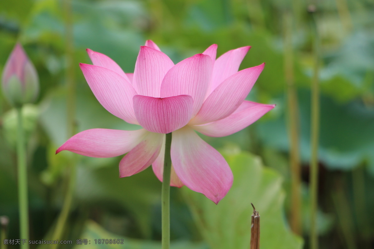 莲花 莲 莲盘 摄影田园 风光 漂亮的莲花 湖南醴陵 花草 生物世界