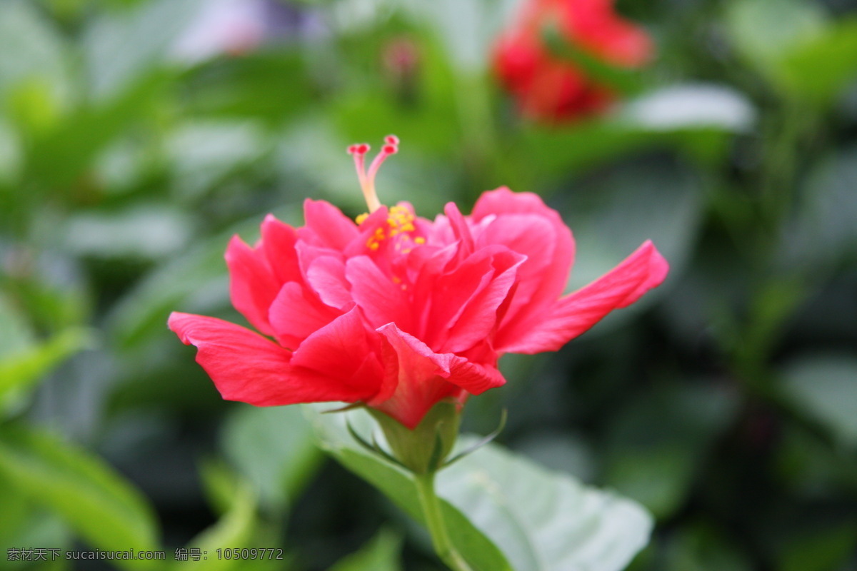 南宁市市花 朱槿花 生物世界 花草 摄影图库