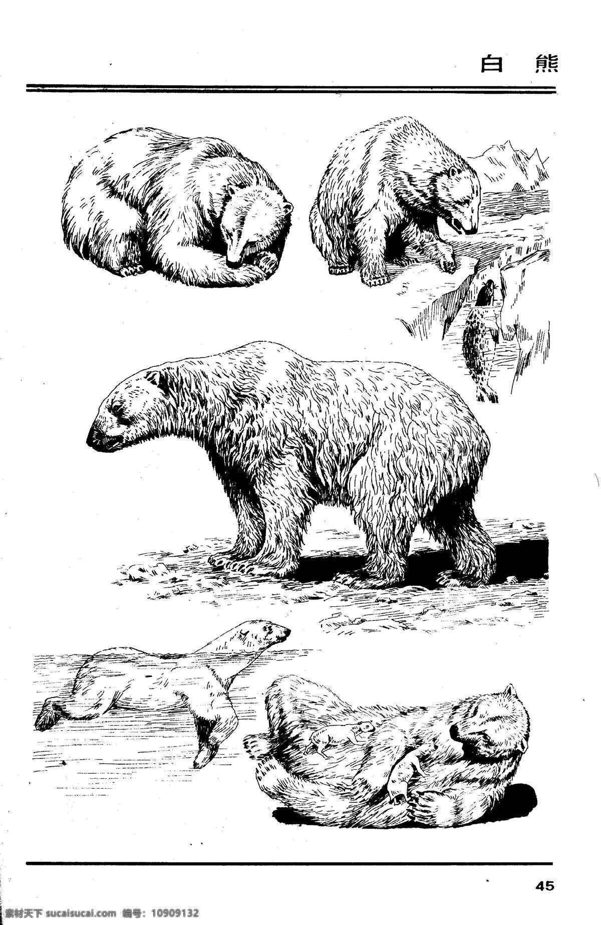 画兽谱42 白熊 百兽 兽 家禽 猛兽 动物 白描 线描 绘画 美术 禽兽 野生动物 画兽谱 北极熊 熊 生物世界 设计图库