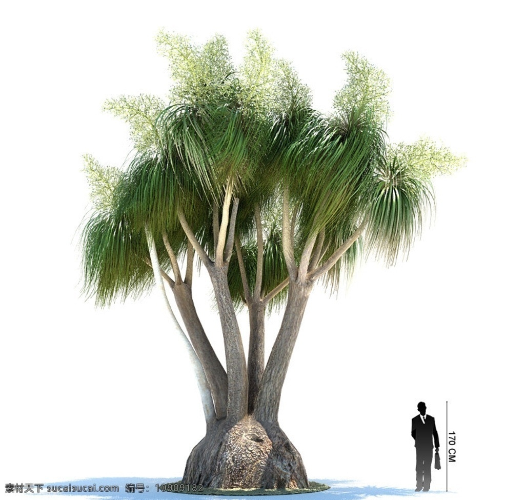 热带树木模型 棕榈树 树木模型 植物模型 vray 3d max 模型 热带 树木 展示模型 3d设计模型 源文件