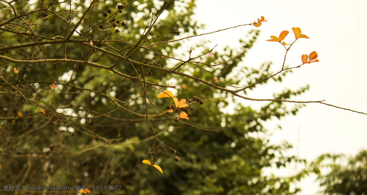 叶子 特写 图 背景 风景 风光 植物 秋天 照片 摄影图 通用 商用