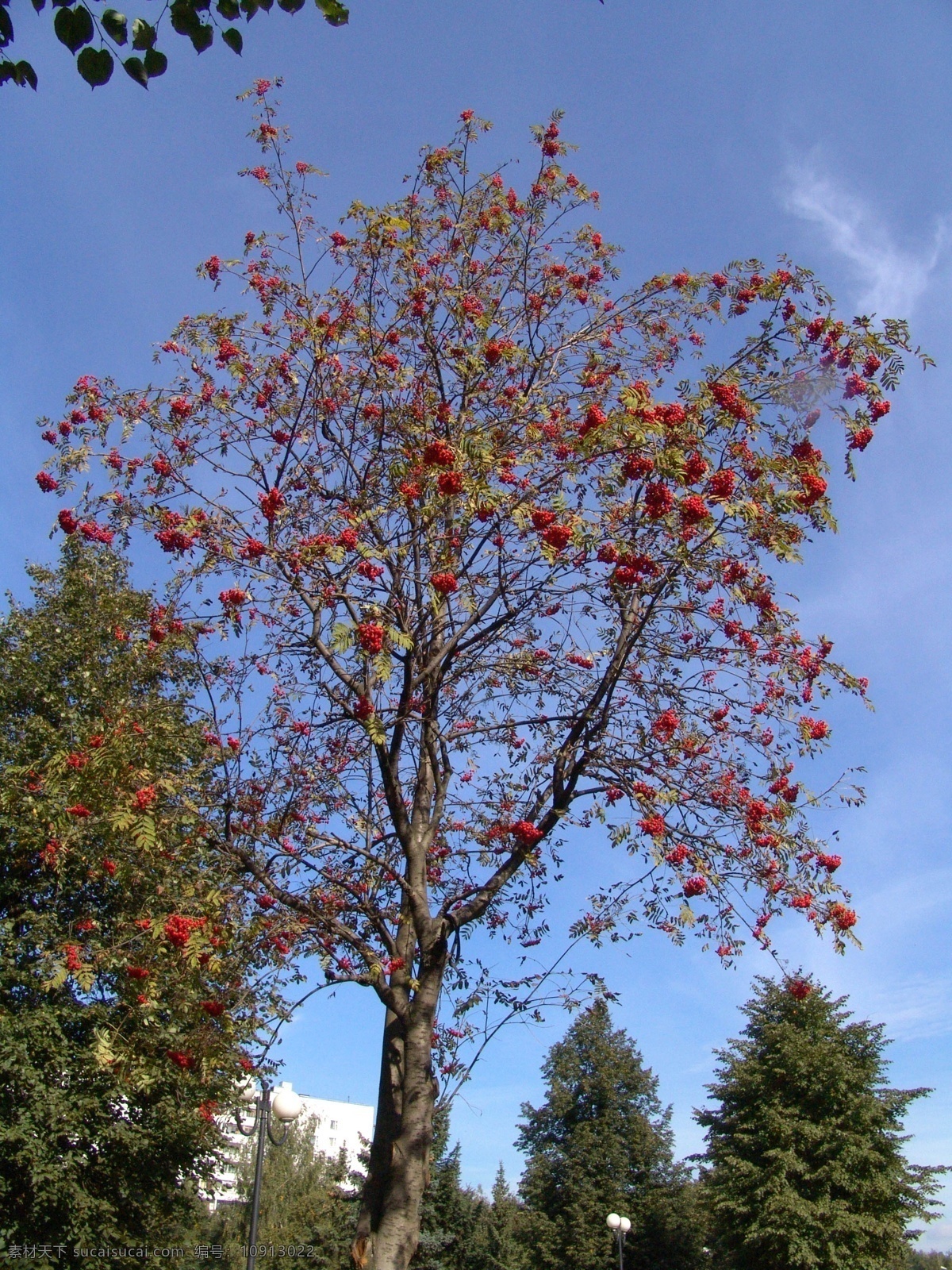 秋天 红色 果子 树 果子树 美丽树林 大树 树木 树叶 花草树木 自然风光 秋季自然景色 秋天美丽风景 秋天风光 自然风景 自然景观 黑色