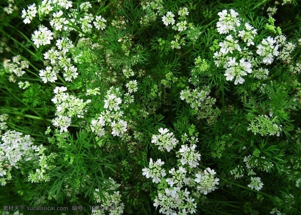 香菜花 小百花 小绿叶 白花 绿叶 明溪新寨 茅草街 沅陵 明溪 酉水 酉水河 花和物 生物世界 花草