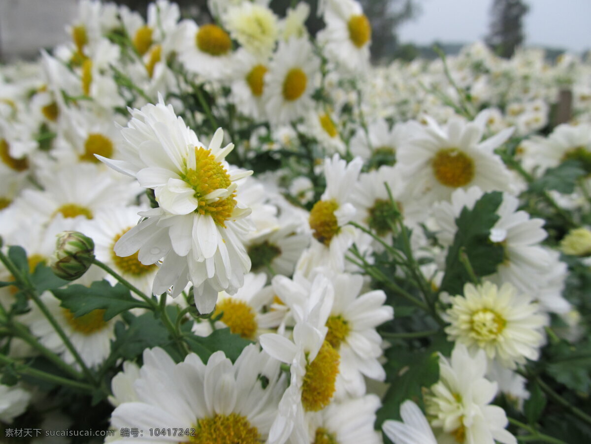 杭白菊 菊花 花草 生物世界