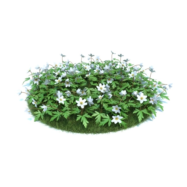 白色 小花 模型 叶子 植物 3d模型素材 动植物模型