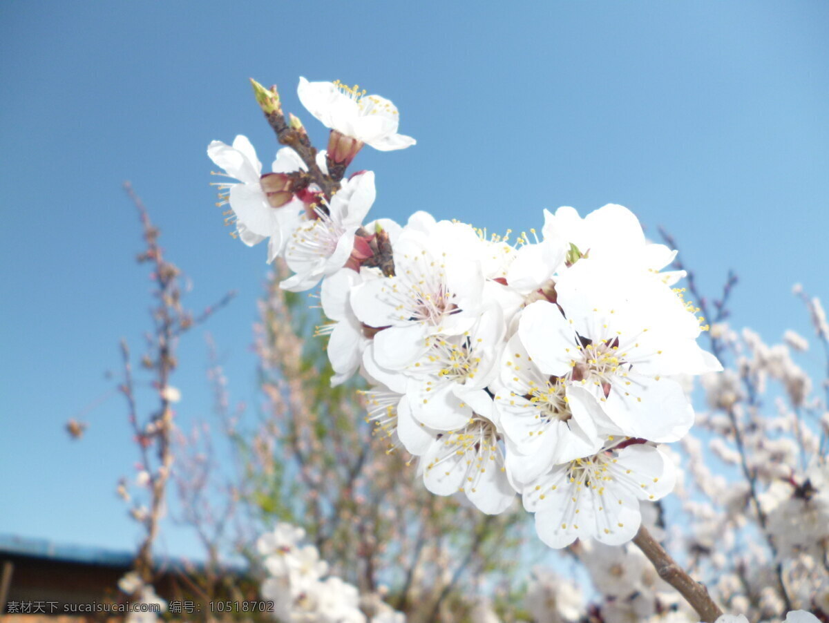杏花 白色 春天 花草 花骨朵 蓝天 生物世界 杏树的花 含苞欲放 psd源文件