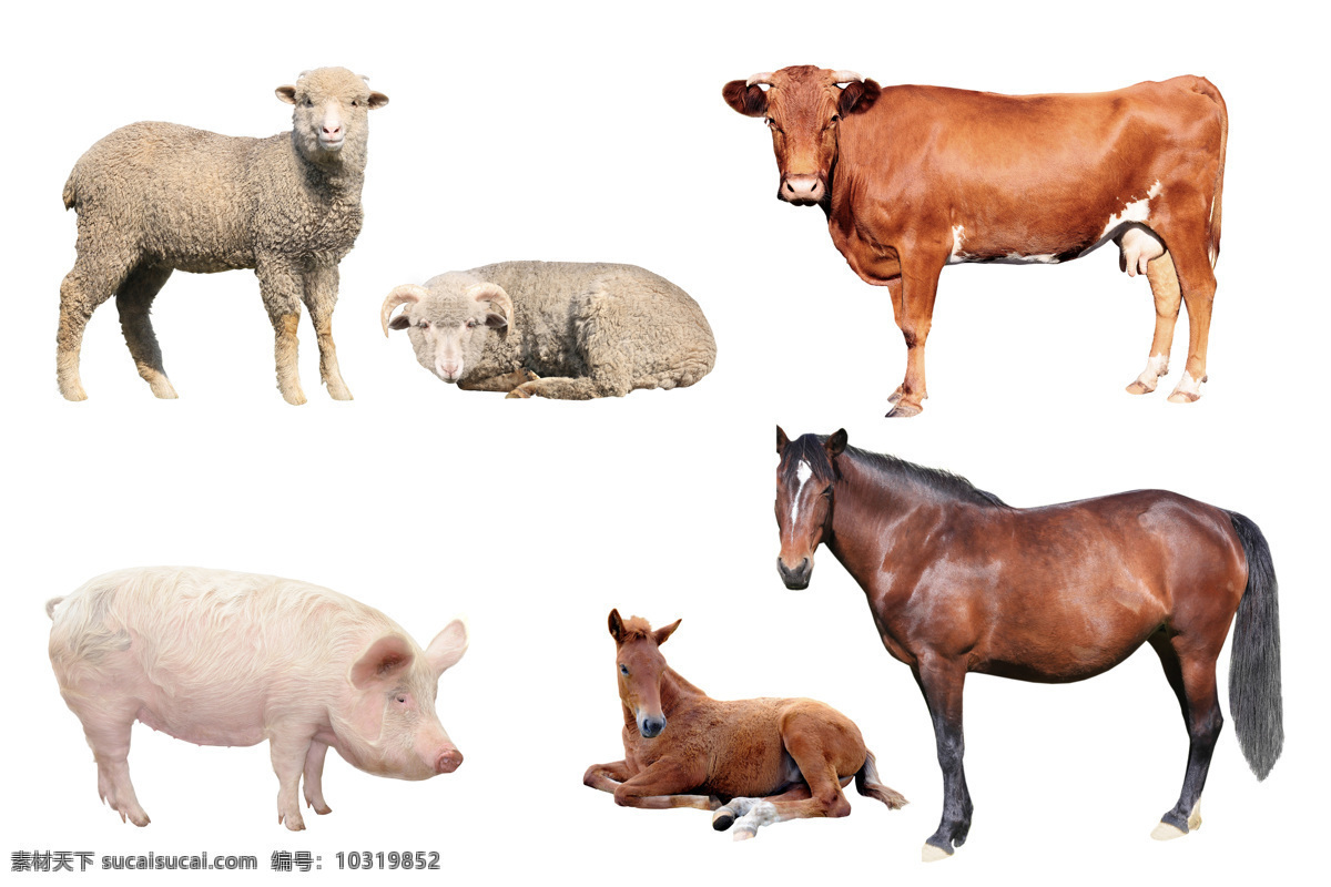 各种家养动物 家养动物 动物世界 陆地动物 动物摄影 羊 猪 马 牛 生物世界 白色