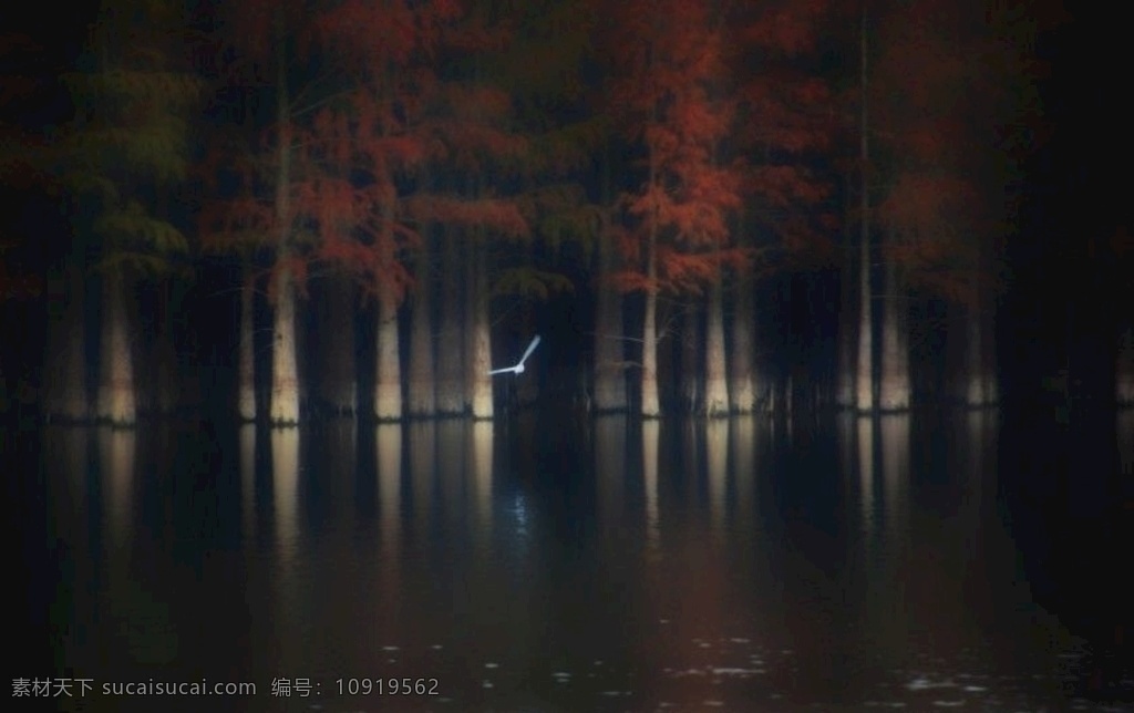 水边 红树林 池杉 水面 倒影 树 白鹭 鸟 自然景观 山水风景