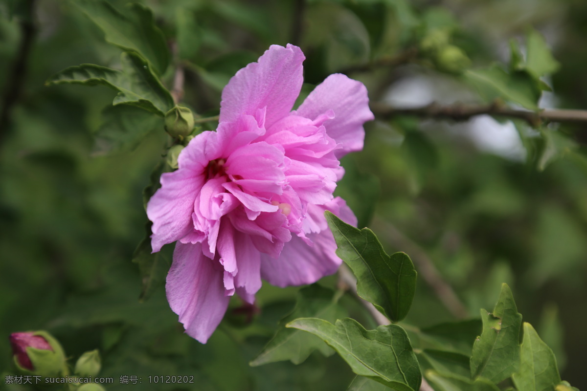 木槿花 木槿 无穷花 花卉 花儿 花草 植物 园林绿化 绿化景观 装饰画 木槿木槿花 生物世界