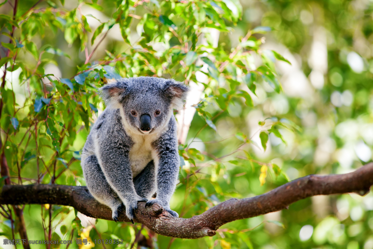 考拉 树熊 树袋熊 澳大利亚国宝 爬树动物 食树叶 爬树 爱睡觉 灰白色 动物 圈养动物 野生动物 小动物 哺乳动物 保护动物 动物世界 生物世界