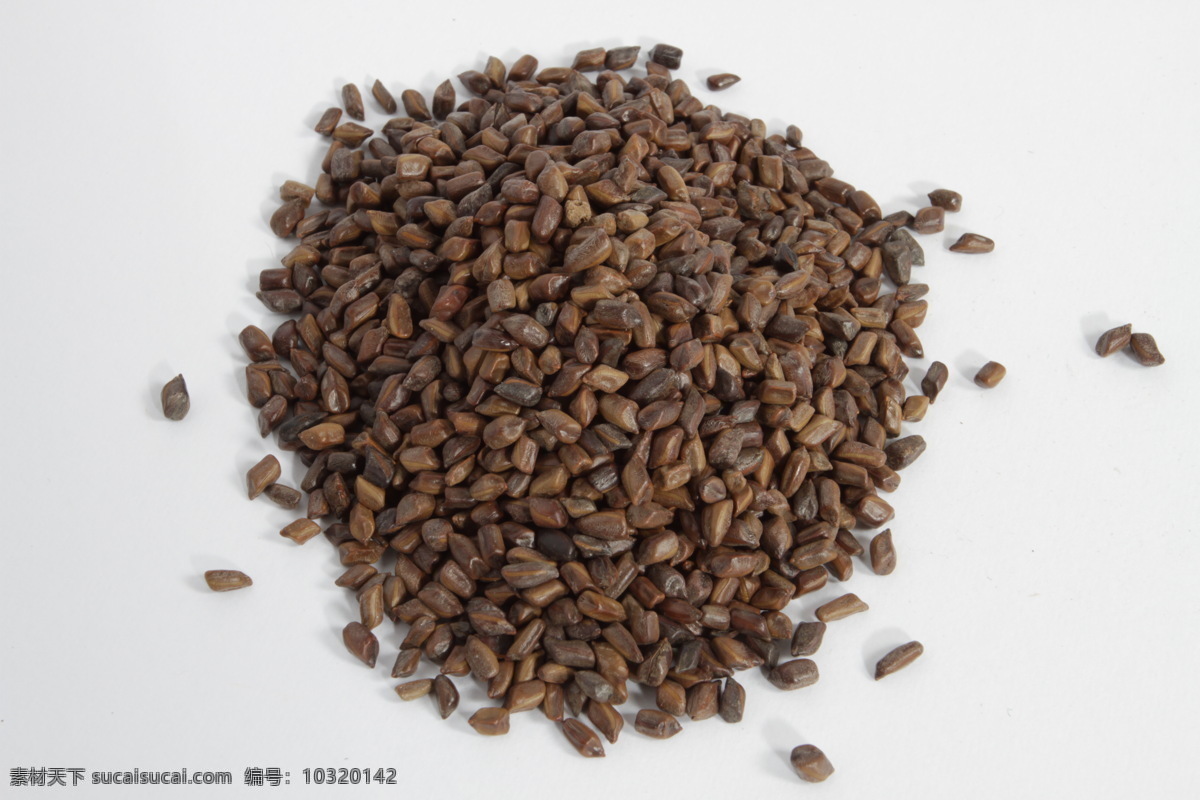 决明子 草药 药 药品 中草药 生活素材 生活百科