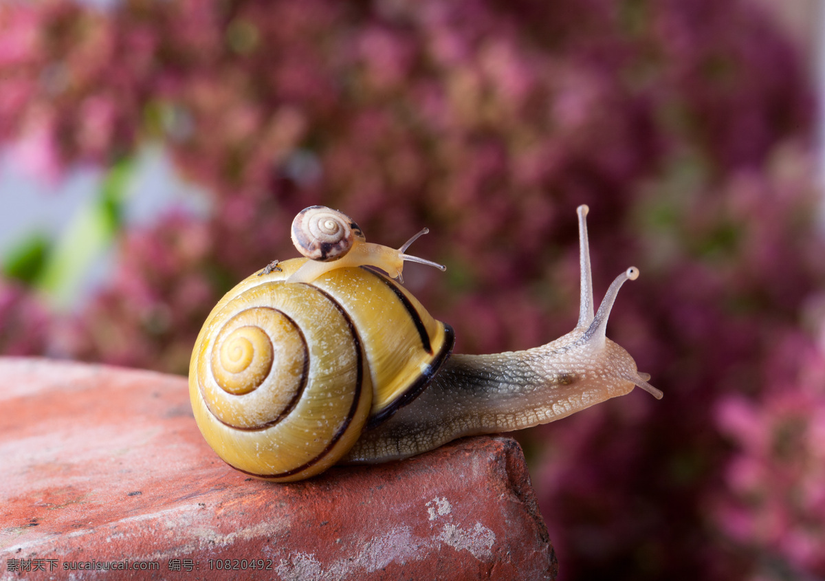 可爱 蜗牛 背着 小 爬行 高清 小蜗牛 小动物
