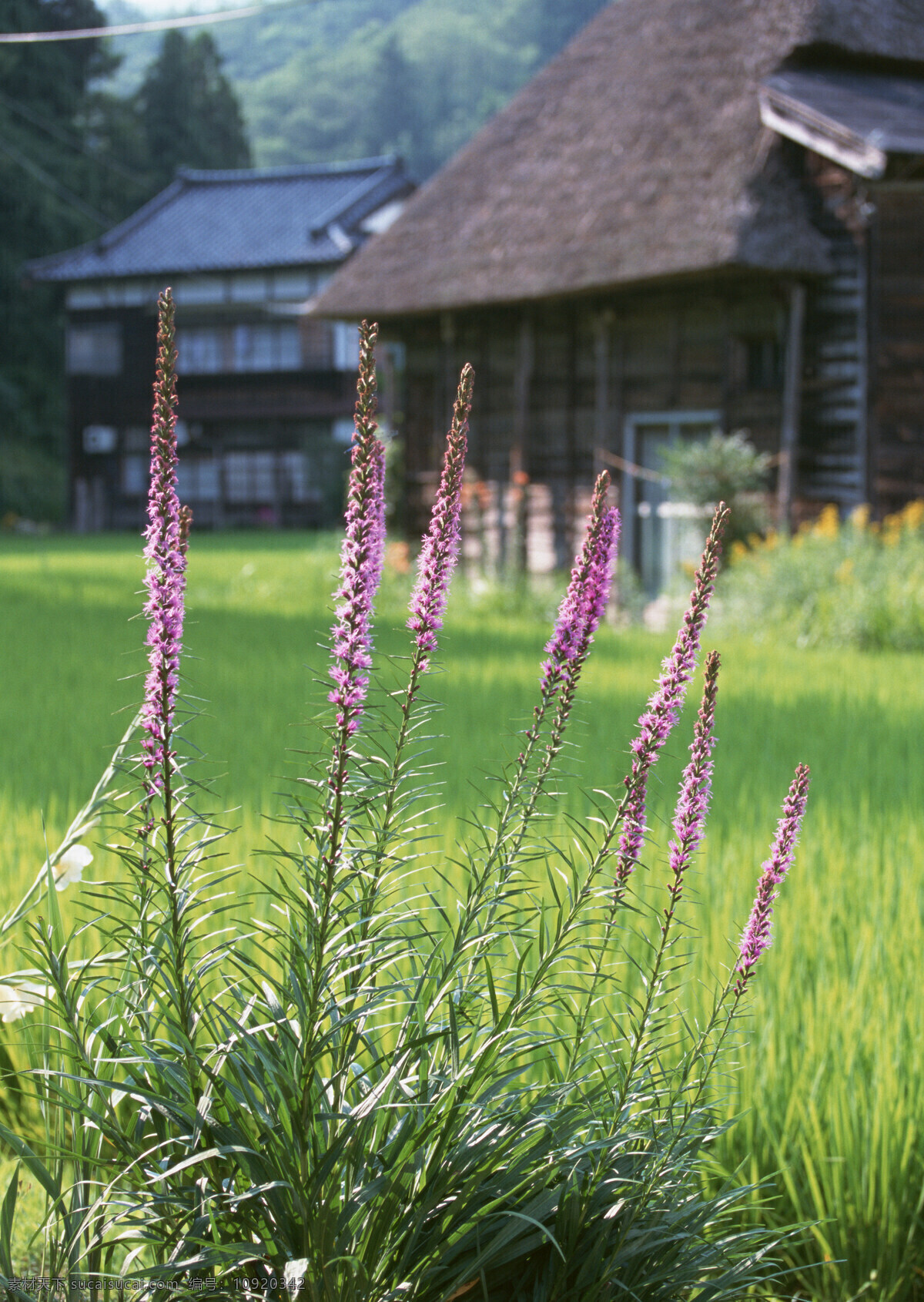 村庄免费下载 村庄 稻田 花儿 田野 乡村田园图片 植物 庄稼 风景 生活 旅游餐饮