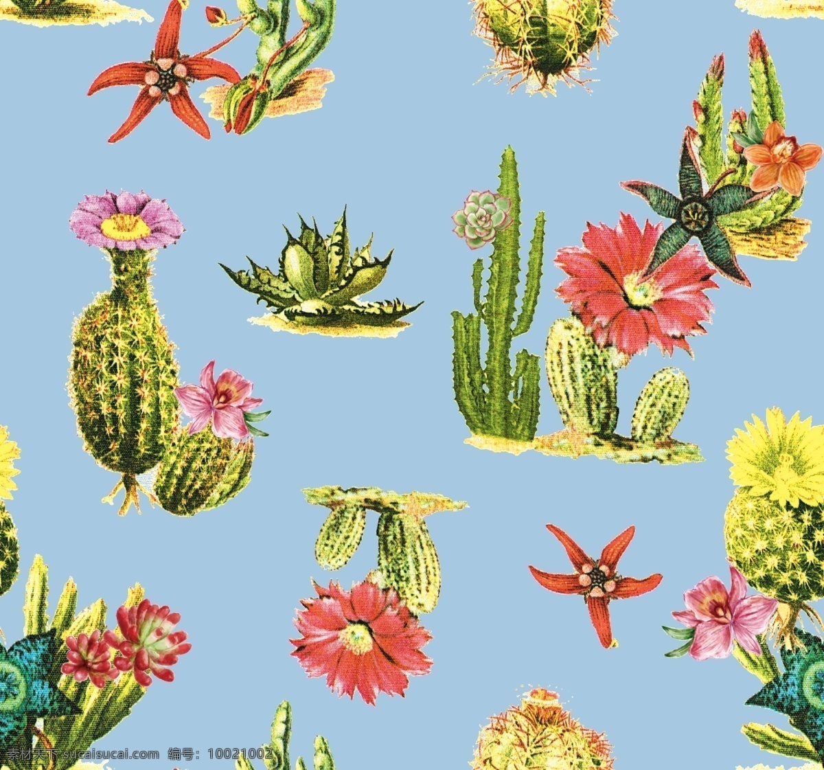 仙人掌 仙人球 沙漠植物 花型 花朵 底纹边框 花边花纹