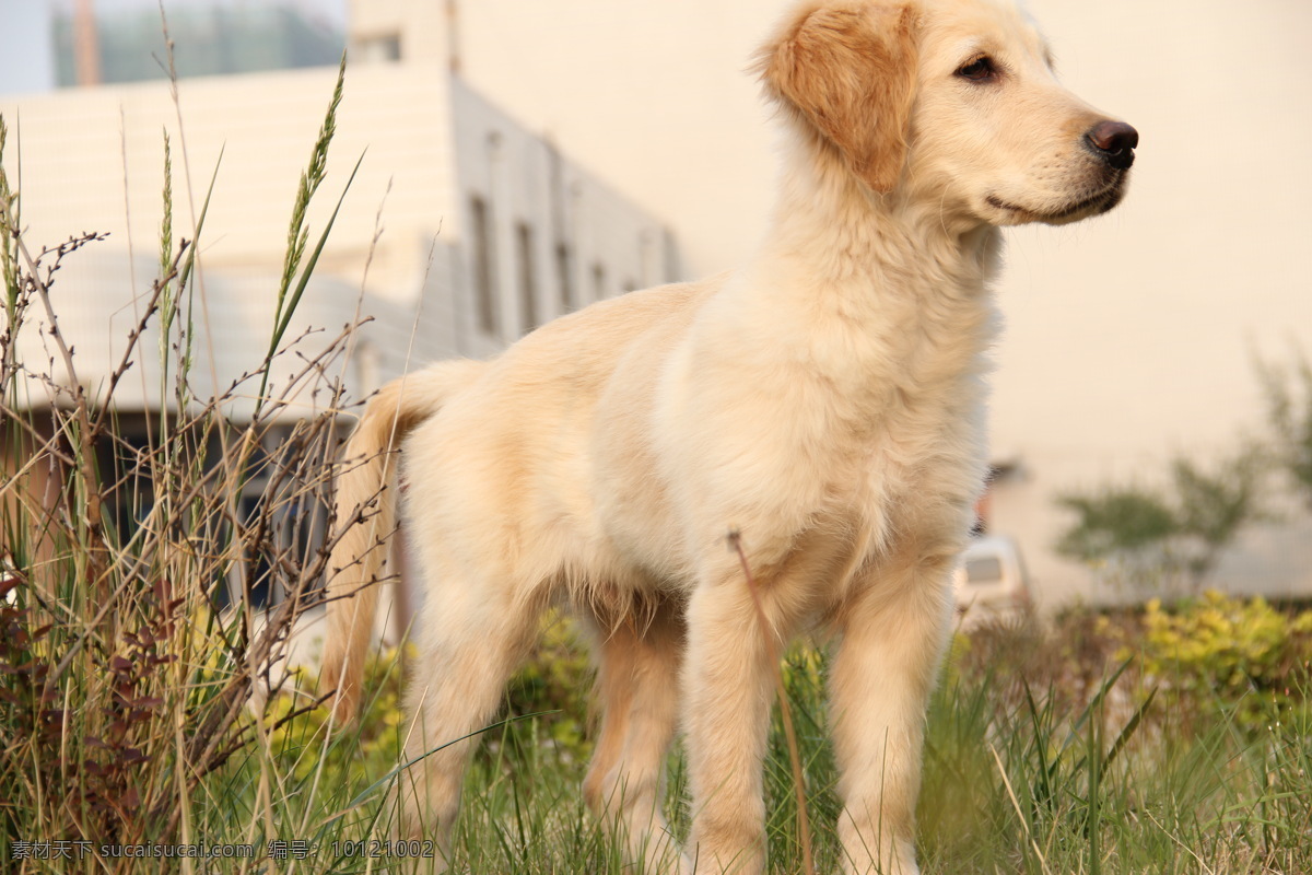 金毛犬 金毛 金毛猎犬 黄金猎犬 金毛寻回犬 家禽家畜 生物世界