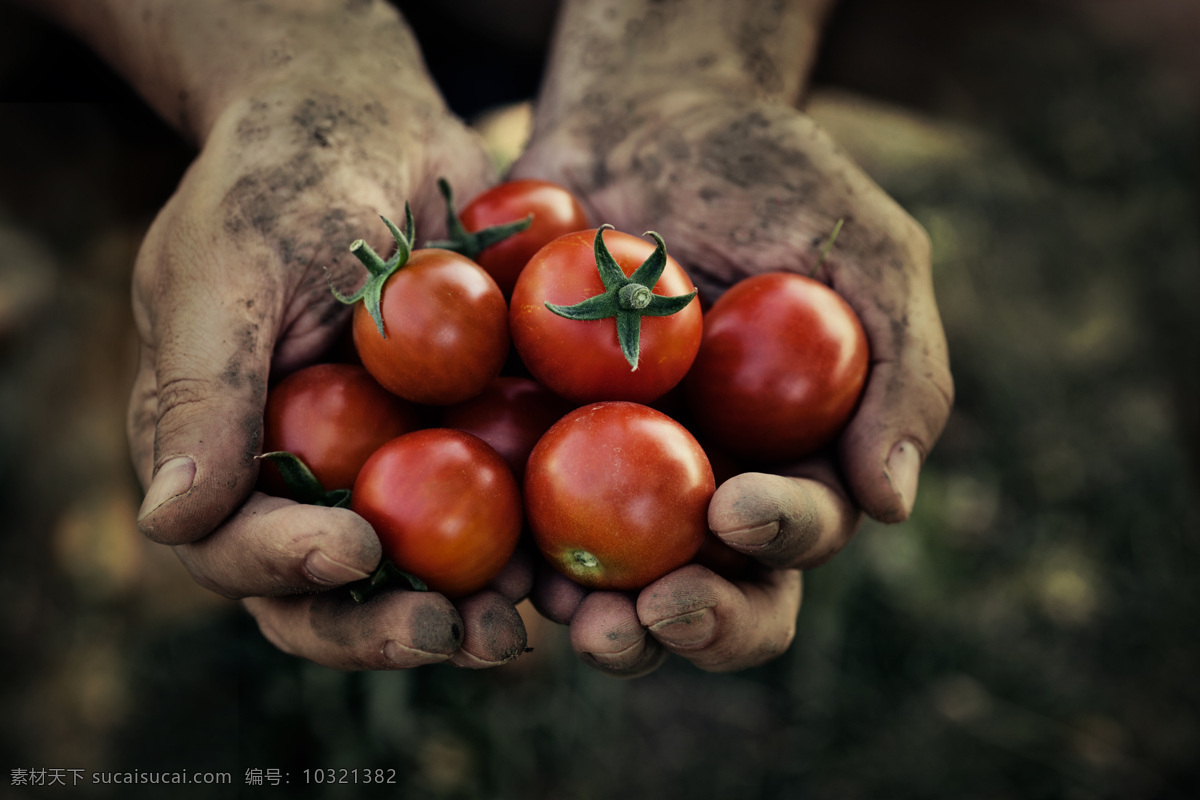 捧 番茄 双手 蔬菜 新鲜 食物 农业生产 现代科技