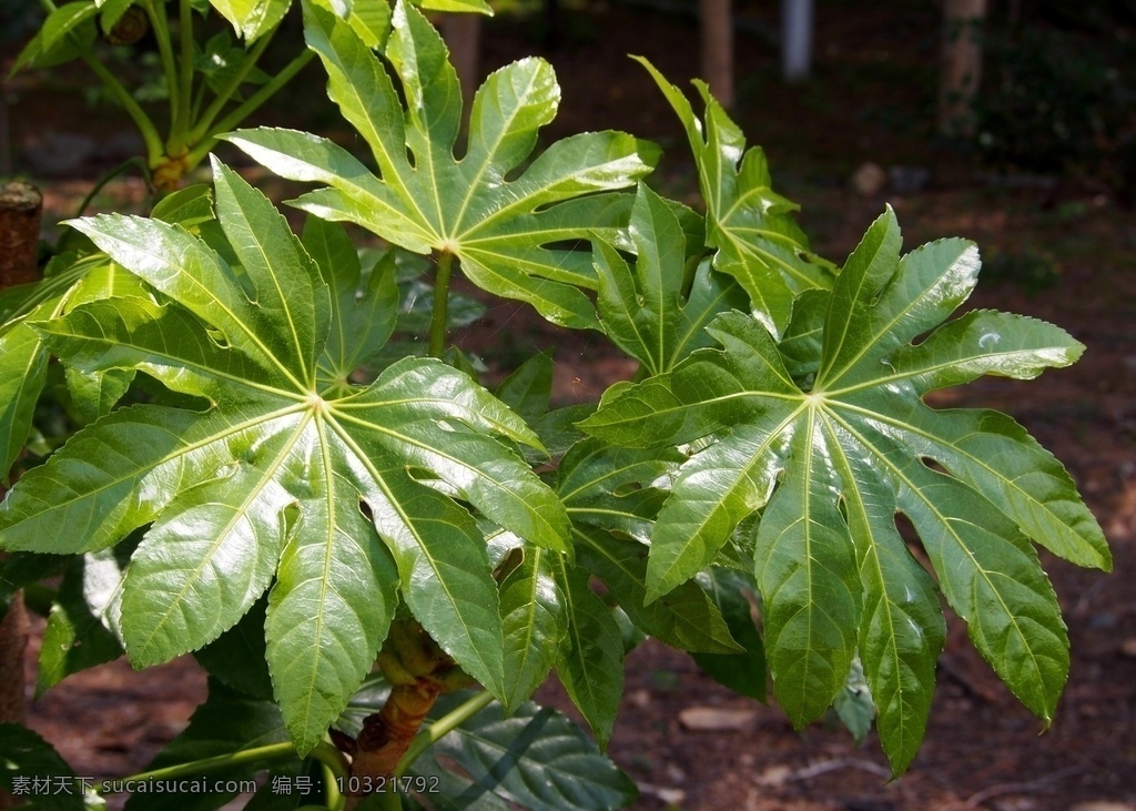 八角金盘 绿化植物 绿植 园林植物 花叶 绿叶 大叶子 生物世界 花草