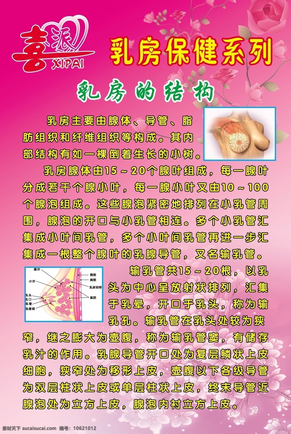 乳房保健 乳房 粉色背景 花背景 乳腺 乳房的结构 胸部 喜派 催乳 广告设计模板 源文件