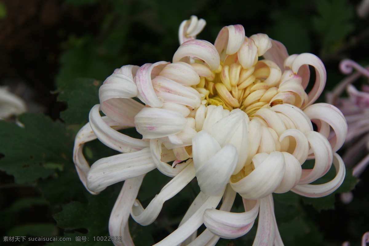 菊花 花草 开封 生物世界 二 十 九 届 展览会 菊展 秋菊 开 封二 花会 装饰素材 展示设计