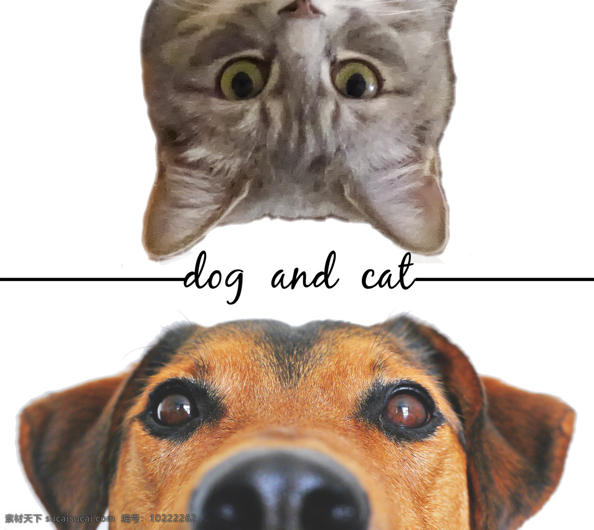 猫与狗 猫 狗 简单 动物 宠物 生物世界 家禽家畜