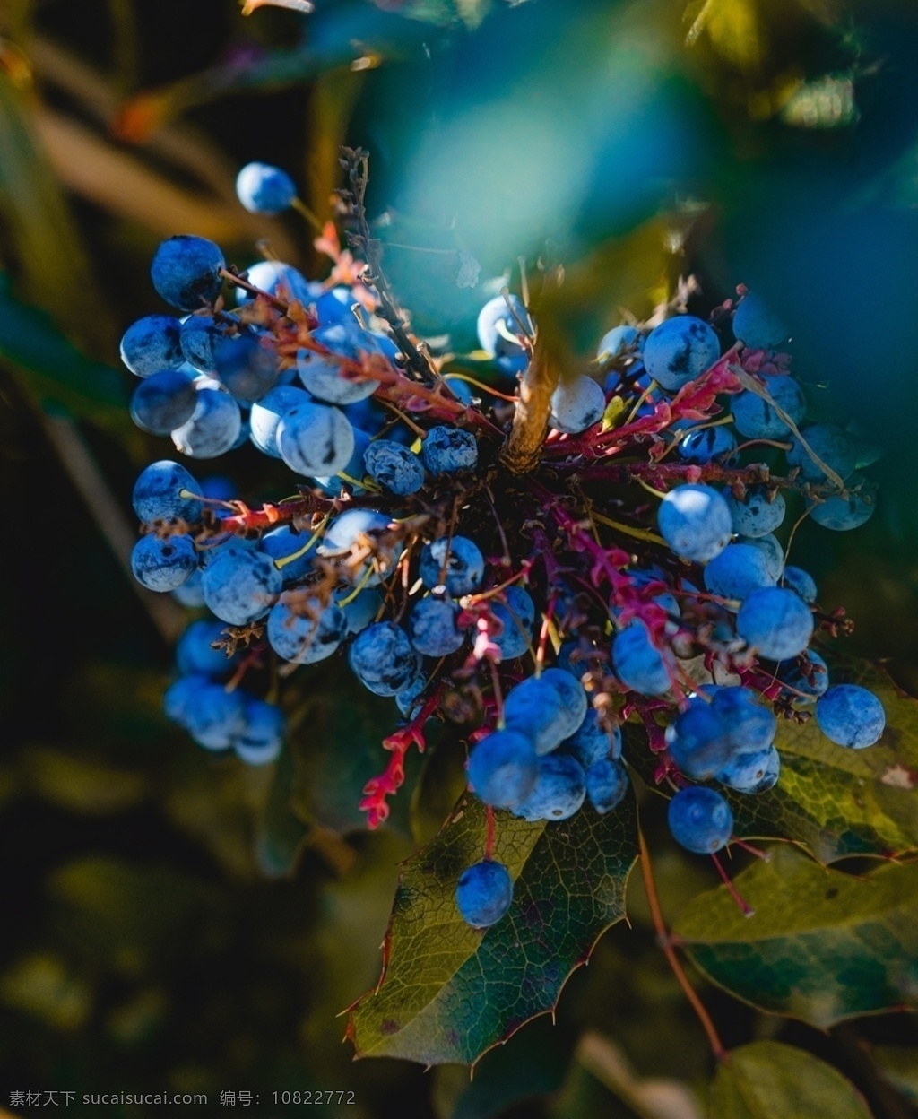 蓝莓 blueberry 蓝莓特写 水果 水果拍摄 蓝色浆果 浆果 笃斯 都柿甸果 地果 龙果 蛤塘果 讷日苏 吉厄特 吾格特 老鸹果 进口蓝莓 高山蓝梅 丹东蓝莓 蓝莓鲜果 高原蓝莓 云南蓝莓 蓝莓果 智利蓝梅 长白山蓝莓 野生蓝莓 山东蓝莓 生物世界