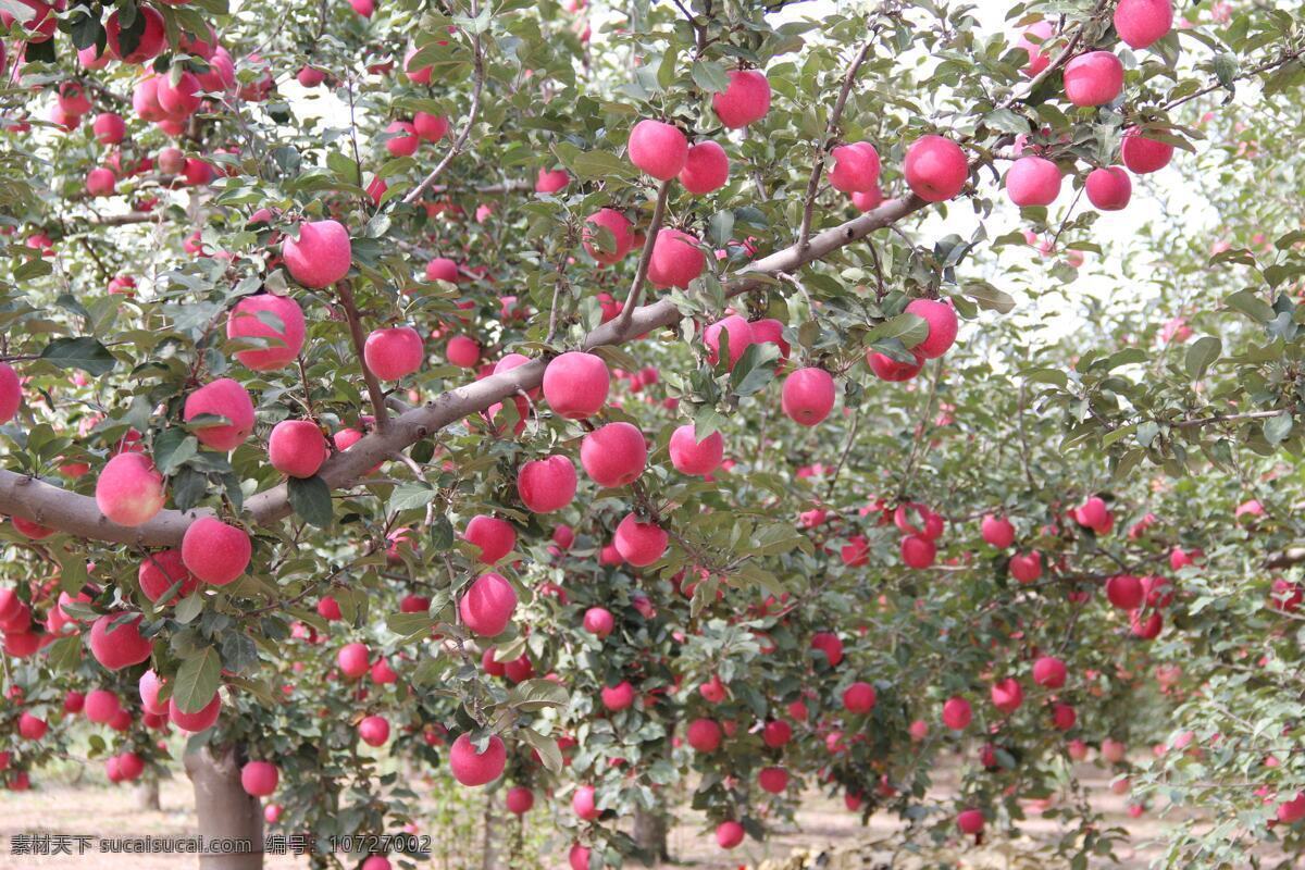 苹果特写 红苹果红富士 苹果 果实累累 苹果园 苹果种植 青苹果树 果园苹果 收获 烟台苹果 栖霞苹果 树上的苹果 红富士苹果 苹果采摘园 苹果种植园 苹果林 生物世界 水果