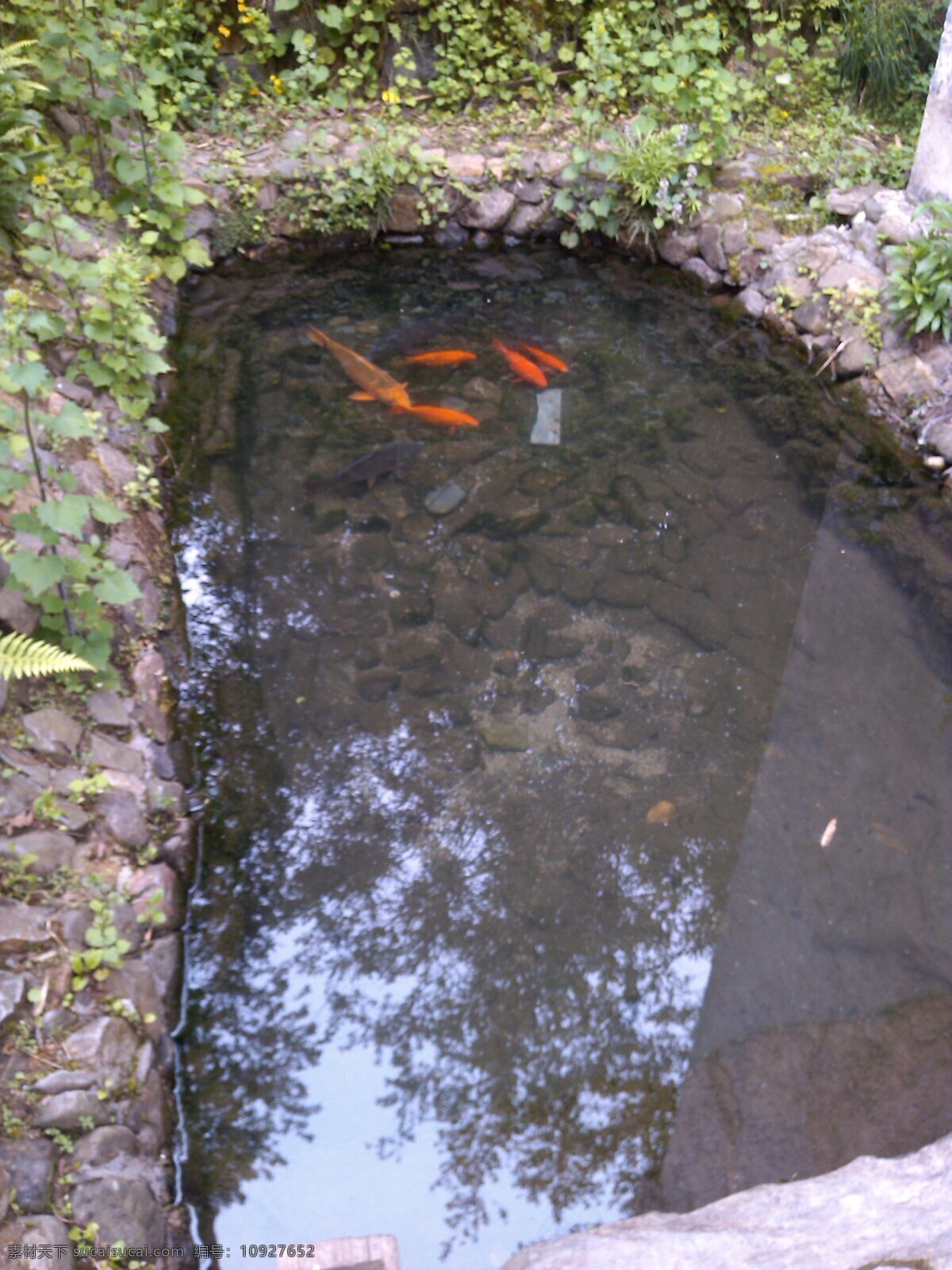 水塘 金鱼 电影 生物世界 鱼类 水塘金鱼 同福客栈 石塘