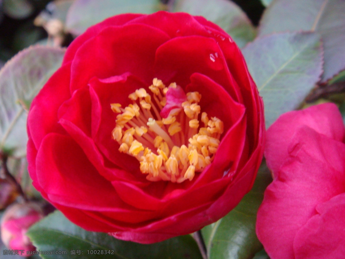 茶花 红花 黄色 花心 绿叶 花草 生物世界