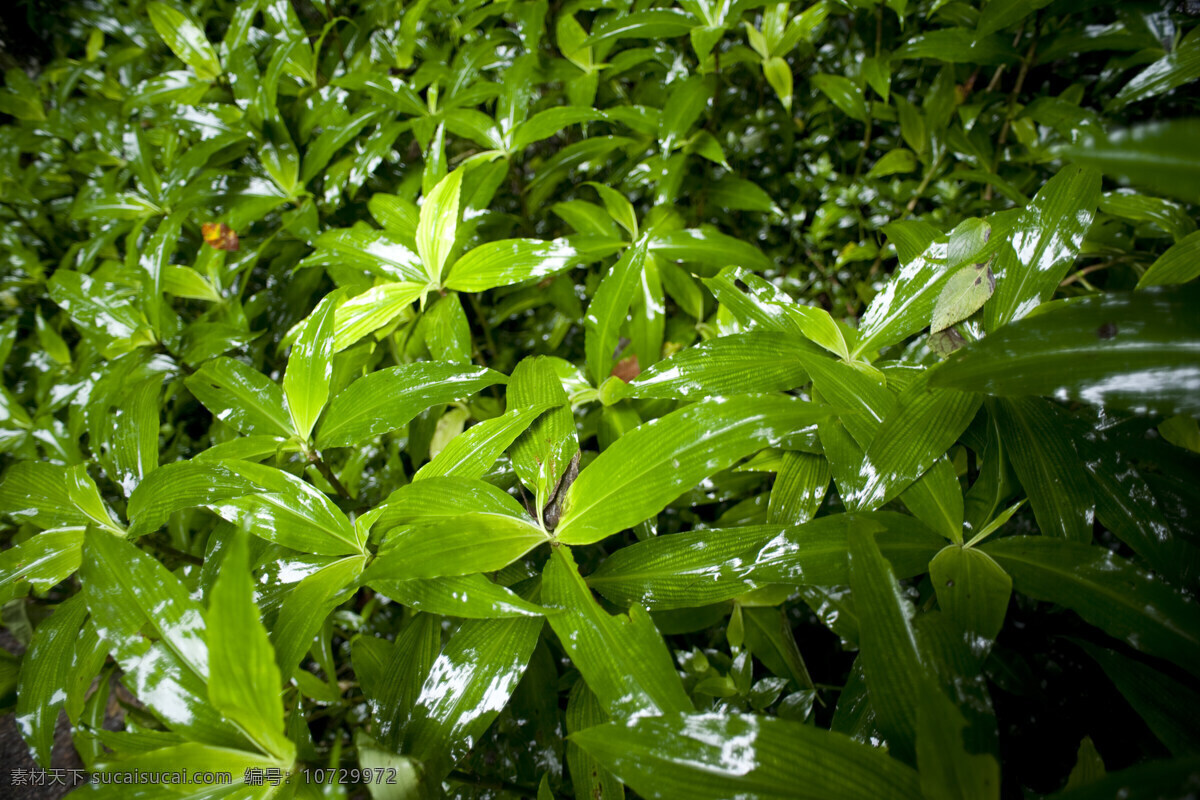 绿色草丛 植物绿化 花草 摄影植物 下雨后绿叶 叶子 绿叶 草丛背景 生物世界