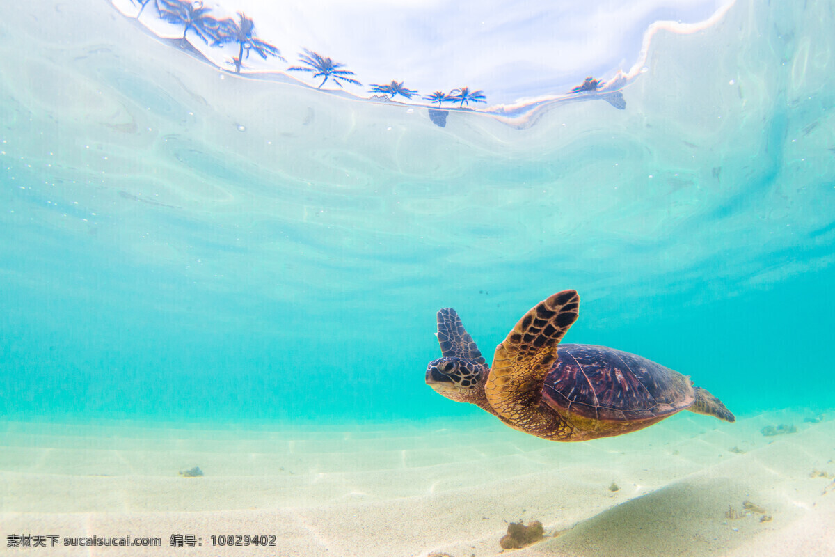 大海龟 大海 海龟 海洋动物 海洋 生物 海洋生物 生物世界