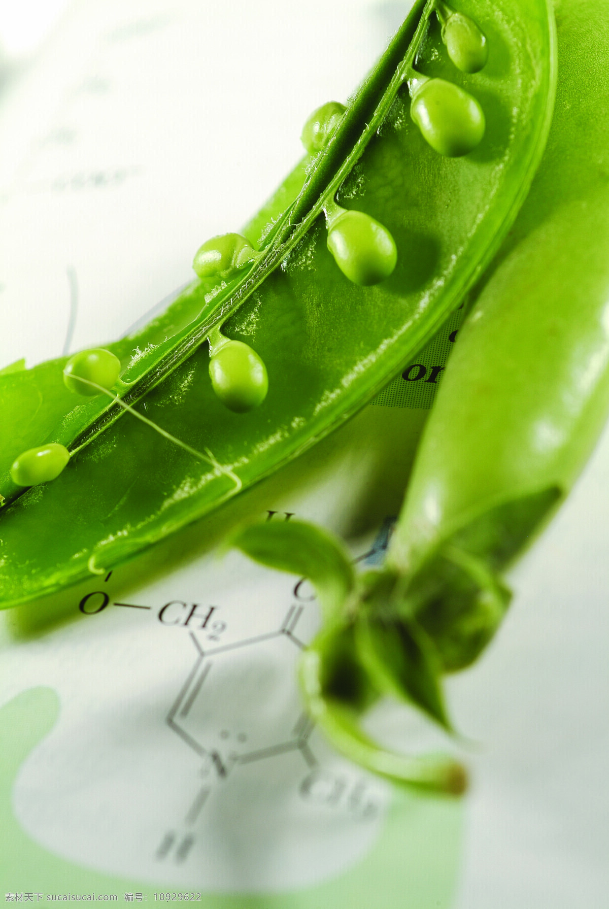 农业科技 生物科技 无土栽培 科学技术 生物化学 生命科学 豆荚 豌豆 扁豆 绿色 农业生产 现代科技