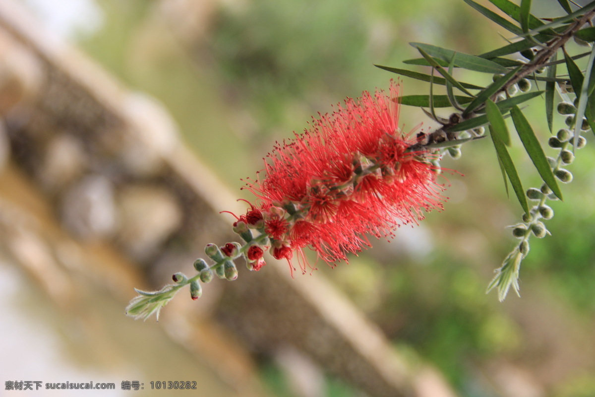 串钱柳 美丽的花 植物 花卉 漳州芝山公园 春天 生物世界 花草 灰色