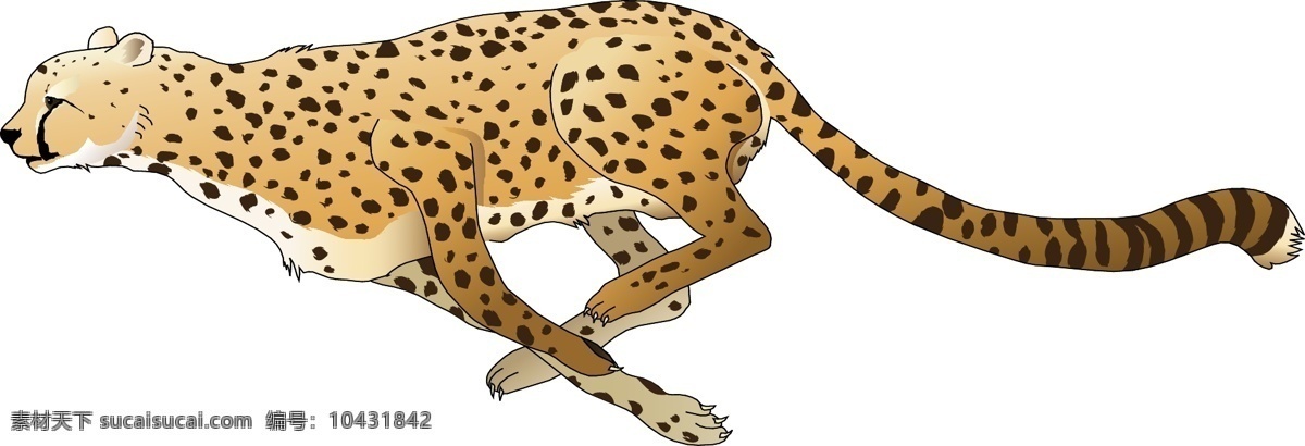野生动物 卡通 墙贴 猎豹 儿童识字卡 矢量图 其他矢量图