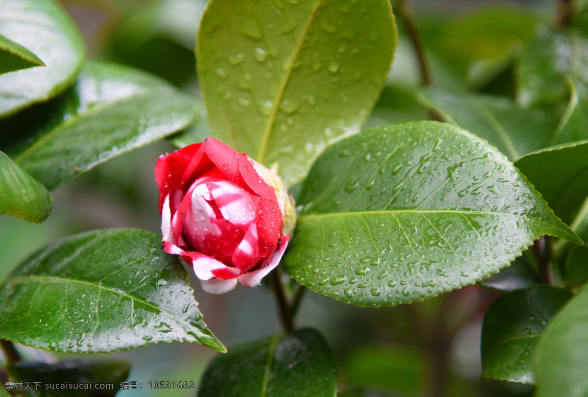 茶梅 茶花 山茶花 红花 茶花花骨朵 生物世界 花草