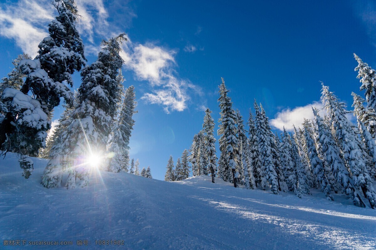 雪地 雪松 蓝天白云 雪 森林雪景 天山雪松 生物世界 树木树叶