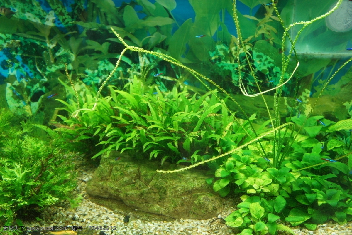 鱼缸 水草 生物世界 鱼类 鱼缸水草 景观底石 鱼缸设备 绿色水草
