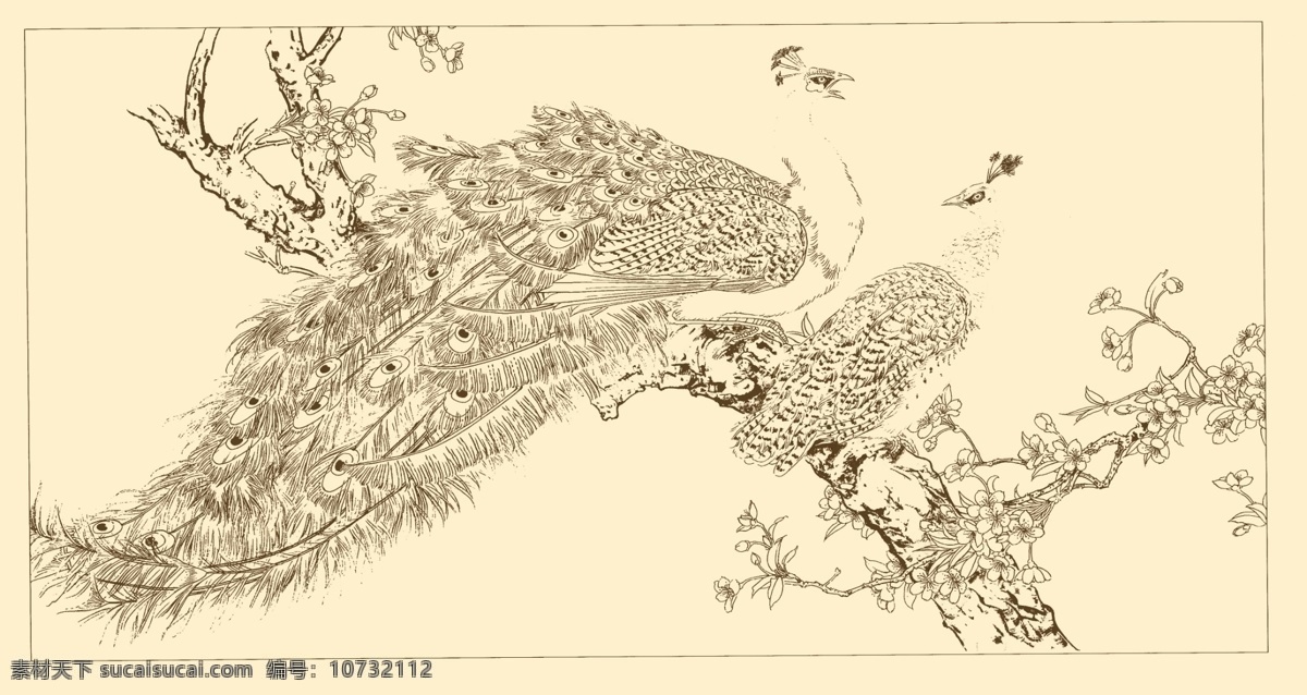 白描孔雀 白描 线描 国画 中国画 孔雀 禽鸟 动物 分层 源文件