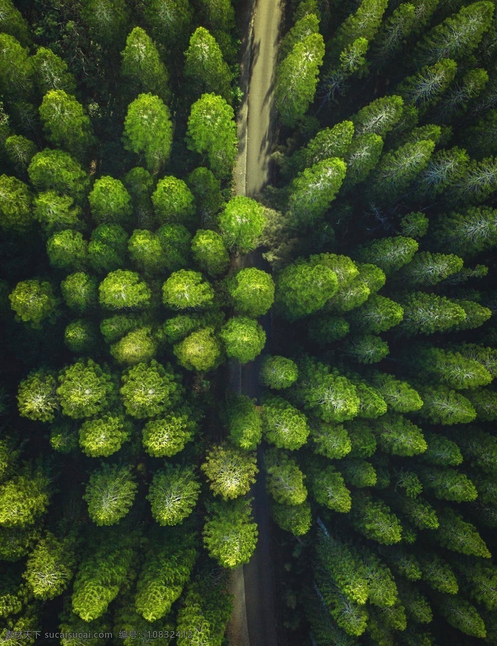 绿色森林 优雅 绿色 清新 愉快 树叶 森林 自然景观 自然风景