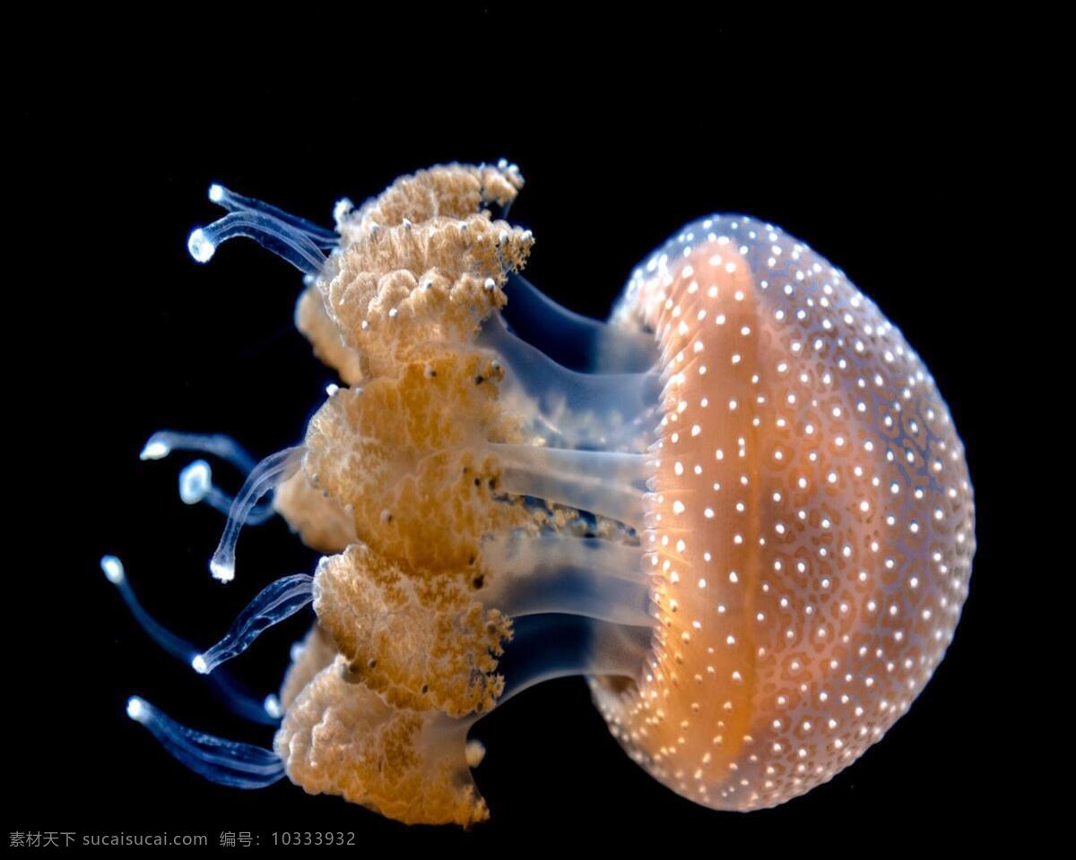 水母 特写 彩色 精美 海底生物 生物世界 海洋生物