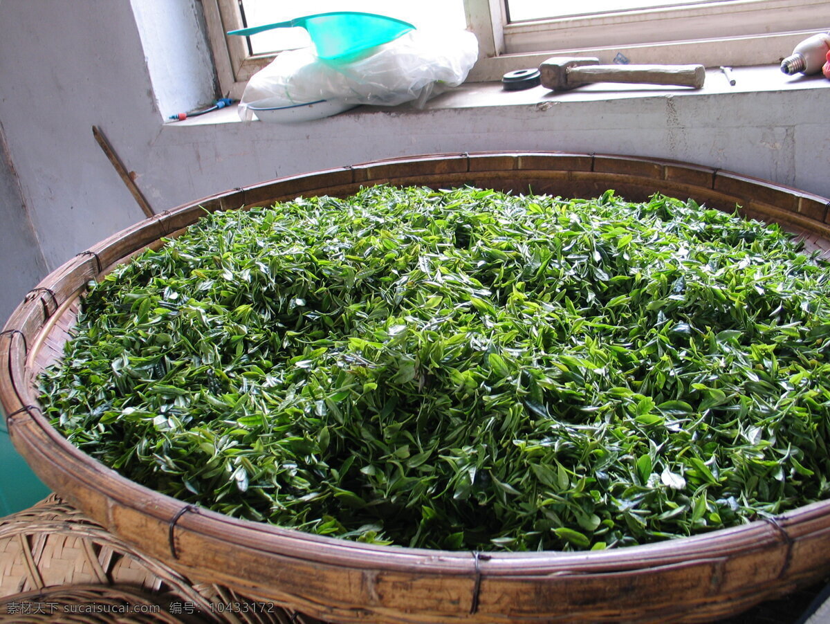 绿茶免费下载 绿茶 现代科技 竹筛 绿茶制作 农业生产 矢量图 日常生活