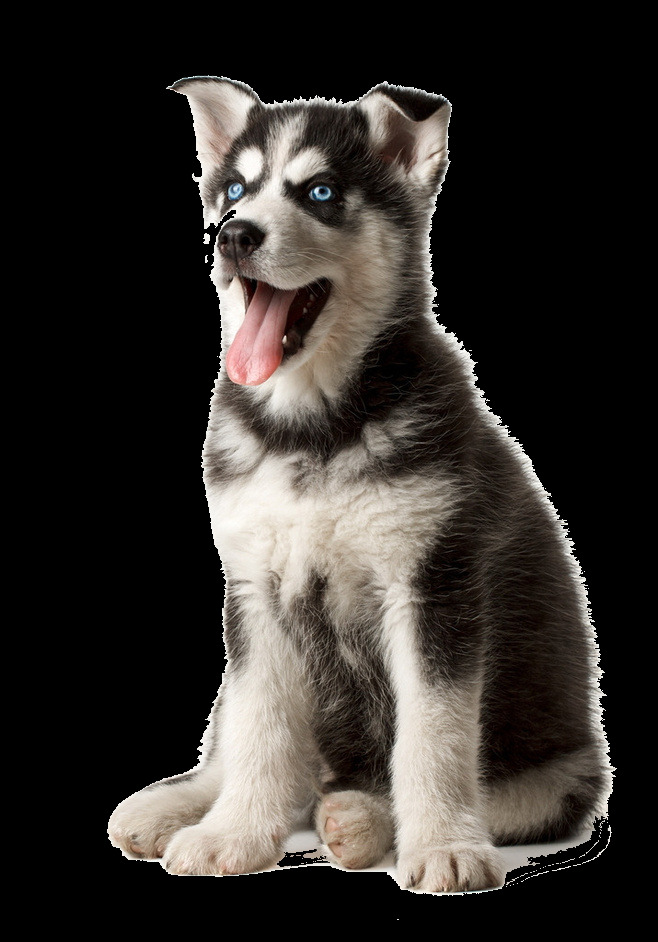 可爱 成长 中 阿拉斯加 宠物狗 产品 实物 产品实物 可爱小狗 生肖狗
