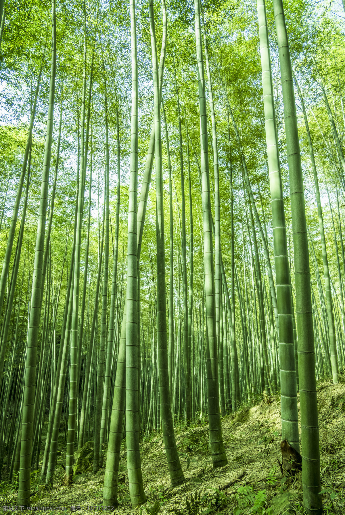 竹 竹子 竹叶 楠竹林 楠竹 毛竹 南竹 江南竹 茅竹 毛竹林 生物世界 树木树叶