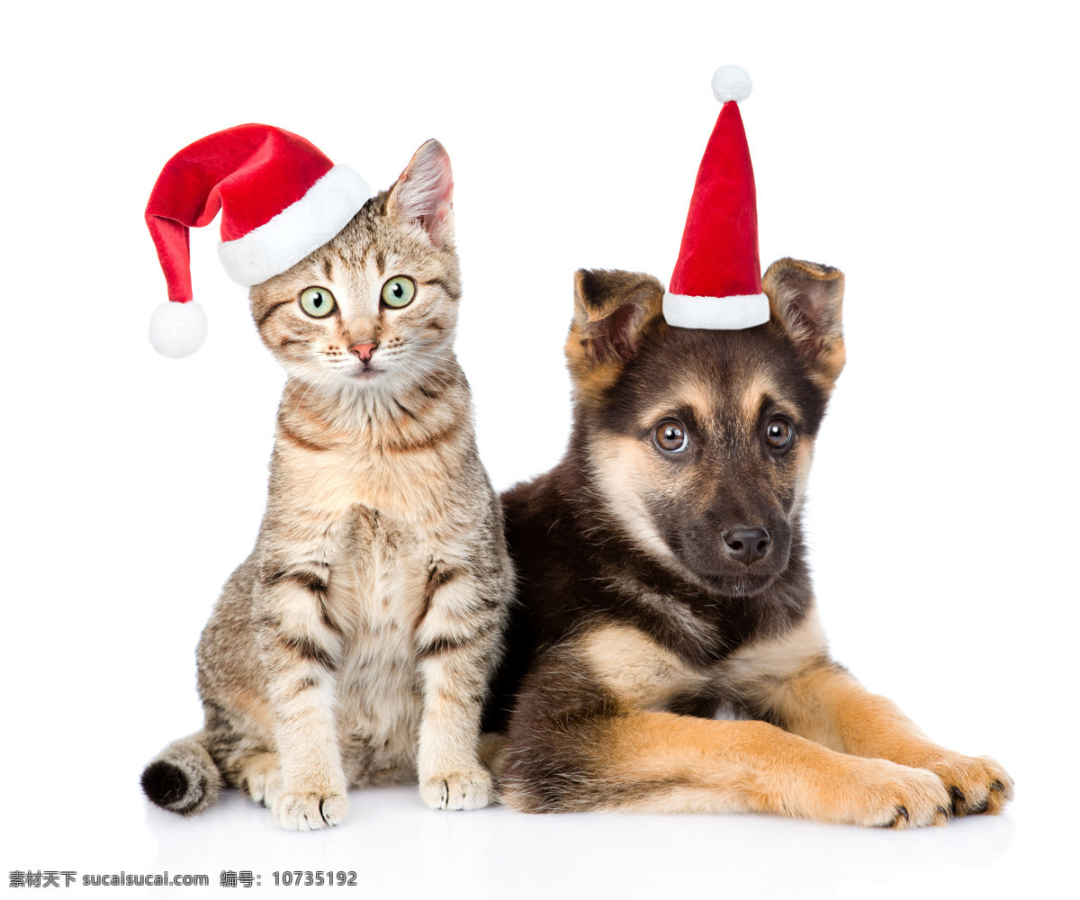 宠物 猫狗 动物 圣诞帽 可爱 呆萌 生物世界 家禽家畜