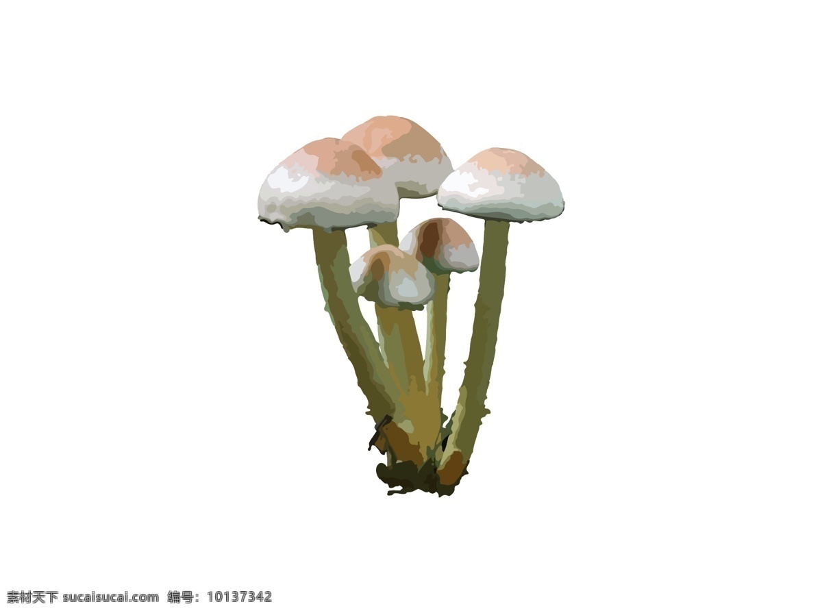 簇 蘑菇 矢量 图案 菇 菌 菌簇