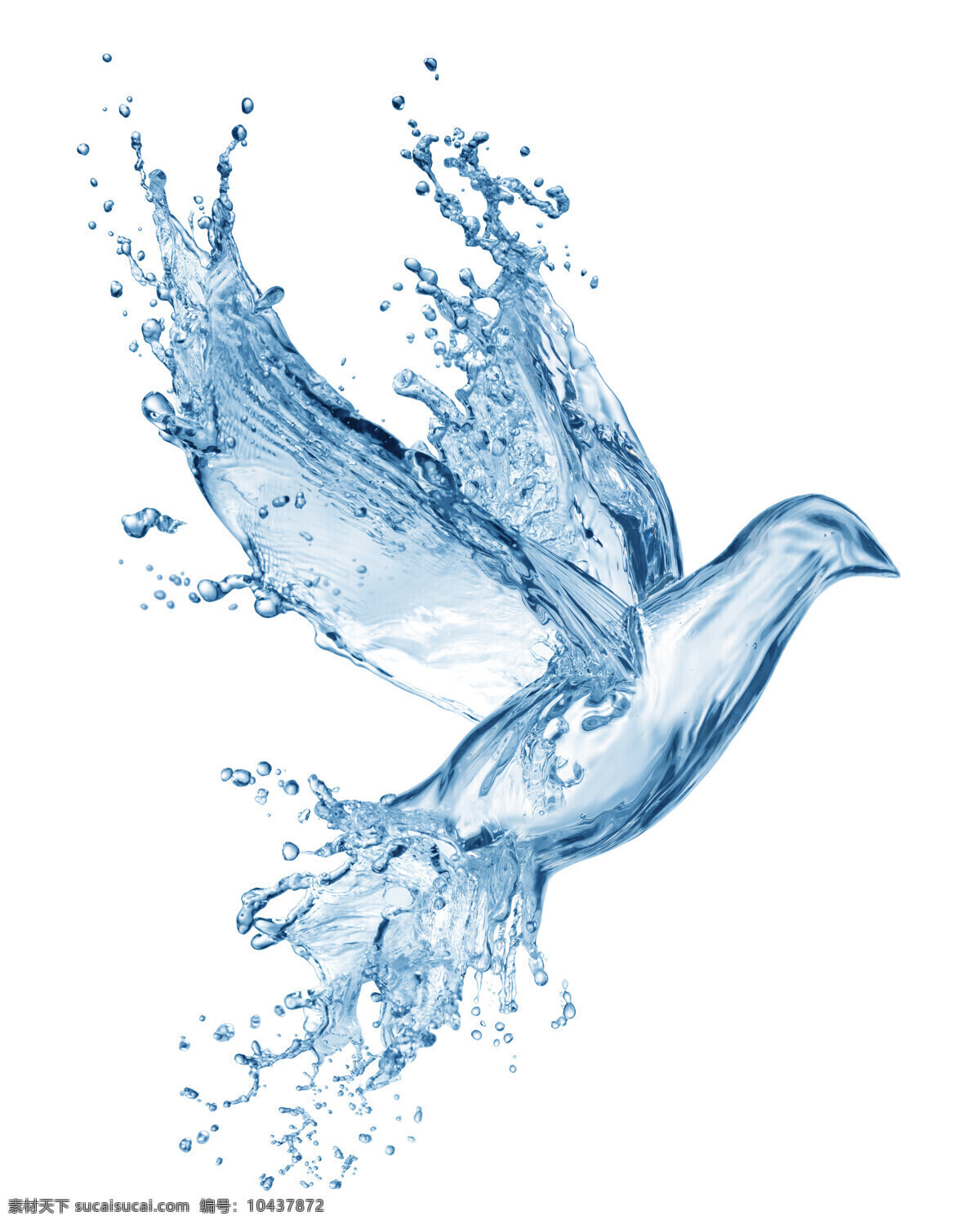 水 溅 飞鸟 创意概念 水花 水珠 透明 剔透 鸟 水图片 生活百科