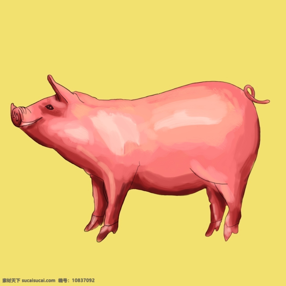 原创 喜庆 手绘 猪 装饰 手绘猪 手绘素材 动物 肥猪