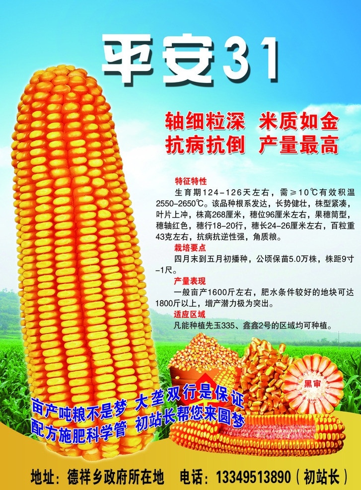 玉米种子 平安31 玉米棒 玉米粒 蓝天绿地 丰收 广告设计模板 源文件