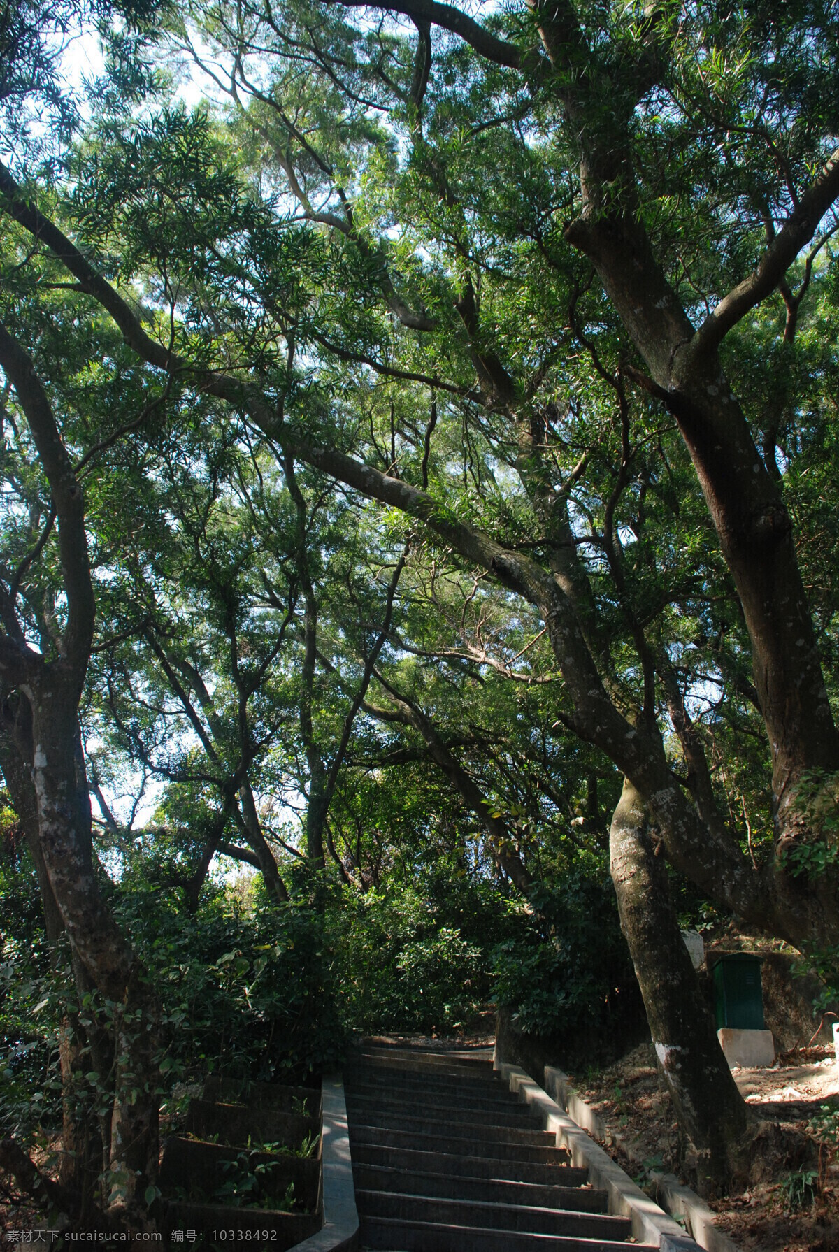 梧桐山 小路 深圳 绿 幽静 石路 风景 树木 植物 蓝天 山顶 旅游摄影 国内旅游 灰色