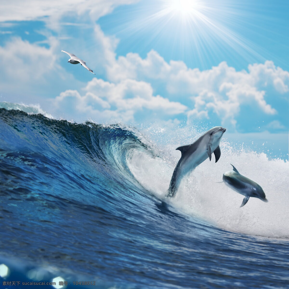 海上 海豚 高清 海浪 浪花 水波 波纹 海水